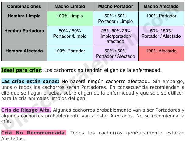 vwd pinscher aleman