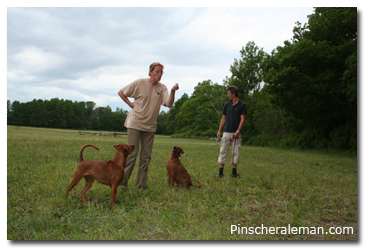 suacia pinscher