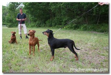 ruta pinscher suecia