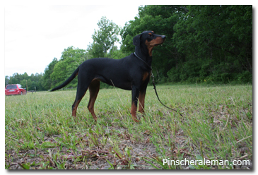 pinscher aleman