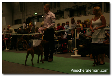 pinscher expo