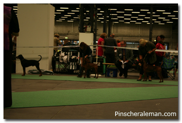 pinscher 2008