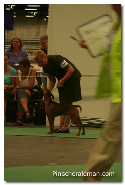 Pinscher show