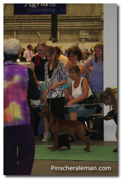 pinscher german