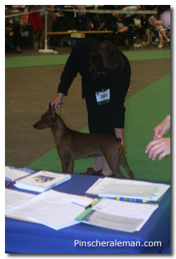 german pinscher