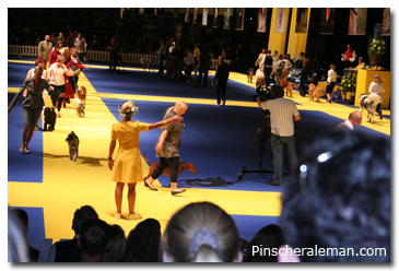 honor dog show
