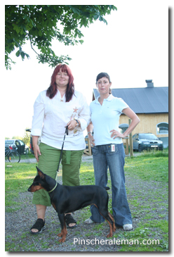 Pinscher beebronx