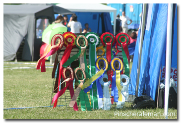 Orlas para show perros