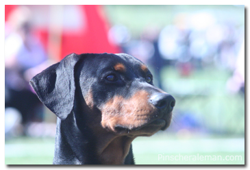 Pinscher 
