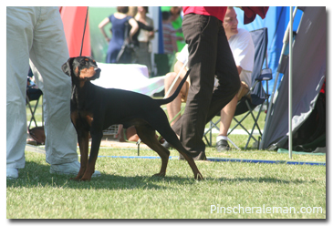 Pinscher show