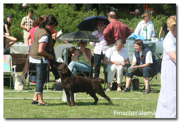 pinscher aleman
