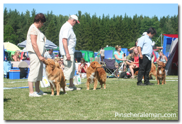 dog Show