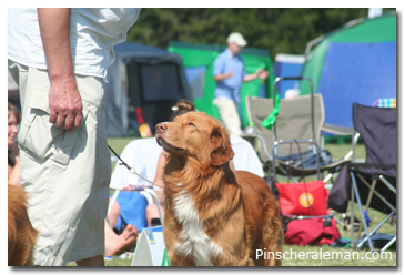 Dog Show