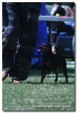 Miniature pinscher