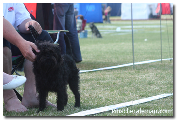 affenpinscher dog show