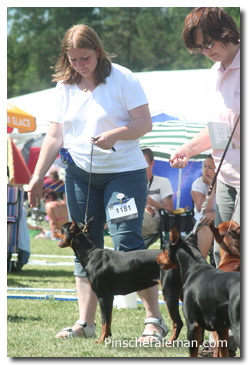 german pinscher