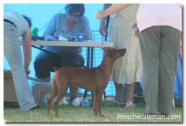 German pinscher red