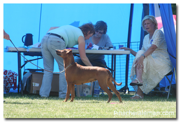 red pinscher