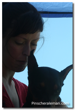 begas pinscher