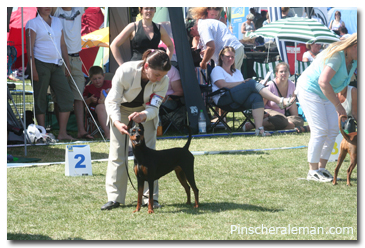 german pinscher