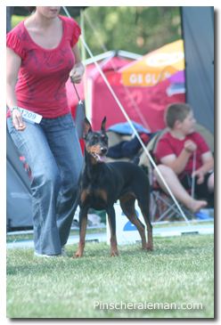 Esther pinscher