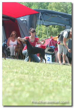 german pinscher show