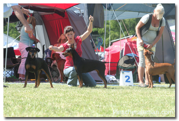 pinscher aleman