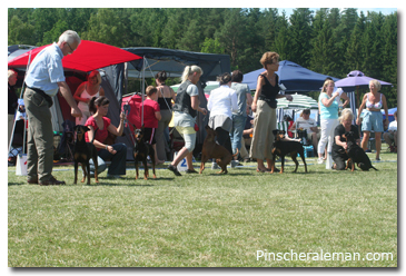 expo monografica pinscher