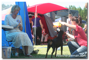 Beggas pinscher