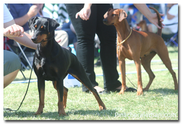 Pinscher german show