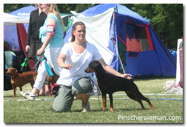 dog handling