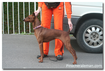 german pinscher