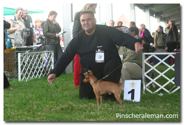 Miniature pinscher wolrd champion