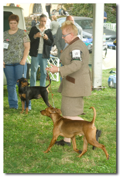 german pinscher