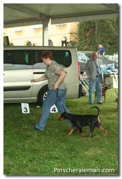 Pinscher 