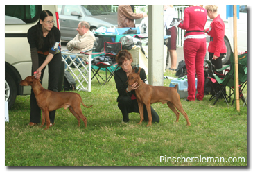 pinscher all