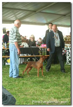 Pinscher handling