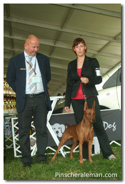 winner pinscher european show