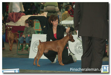 Pinscher ring
