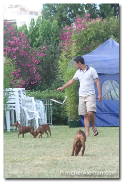 pinscher