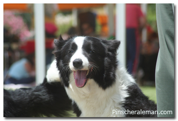Border collie