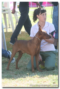 pinscher aleman