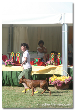 Final Ring pinscher