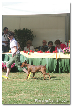pinscher aleman