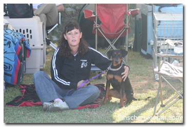 pinscher