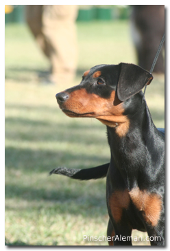 pepa pinscher