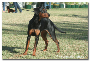 pinscher photo