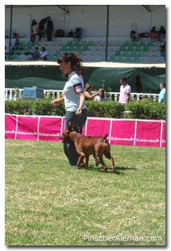 lisboa pinscher