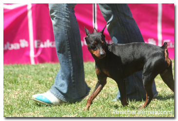 miniature pinscher