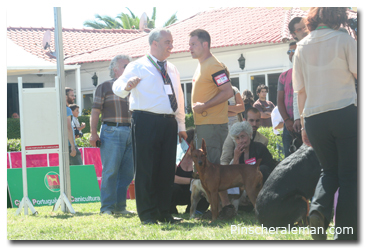 prering pinscher